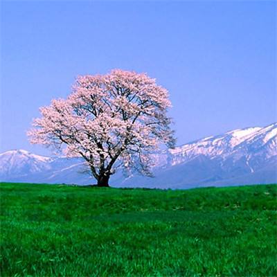 狼人杀之谁是下一个游戏下载